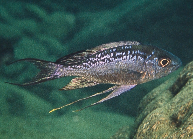 Cyathopharynx sp. 'neon streak' Mtoto